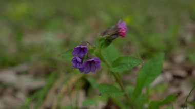 Güzel, canlı, mor bir çiçek, yakınlardaki yemyeşil bir alanda muhteşem bir şekilde gelişir.
