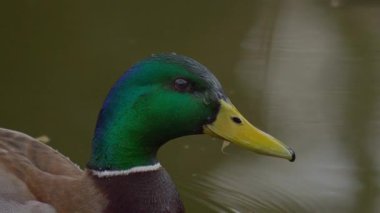 Bir yaban ördeği su yüzeyinde zahmetsizce süzülerek çarpıcı bir şekilde canlı tüylerini sergiliyor.