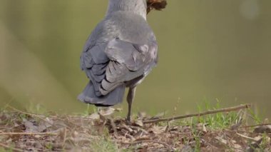 Çarpıcı bir kuş zarif bir şekilde suyun sakin kenarında yiyecek arar ve doğanın güzelliğini gösterir.