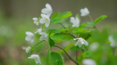 Güzel beyaz çiçekler canlı ve ışıl ışıl açar. Bereketli yeşilliklerin arasında, huzurlu ve sakin bir ortamda.