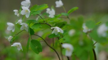 Huzurlu bir ormanda, güzel kır çiçekleri serpilmiş, doğanın inanılmaz güzelliğini sergiliyor.