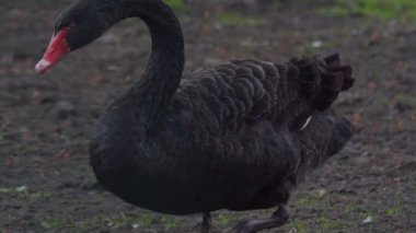 Büyüleyici bir siyah kuğu zarif bir şekilde doğal ortamında yürüyor, zarafetini ve çekiciliğini sergiliyor.