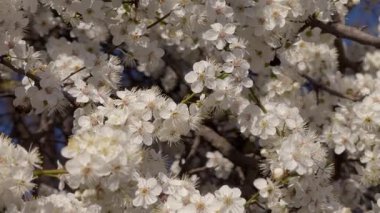 İlkbaharda açan narin beyaz çiçeklerin canlı bir görüntüsü, nefis güzellikleri yakalıyor.