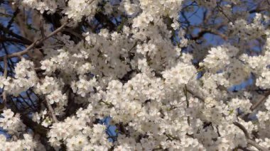 Ağaçların üzerinde parlak beyaz çiçeklerin sergilendiği çarpıcı bir manzara, berrak mavi gökyüzü ile güzel bir tezat oluşturuyor.
