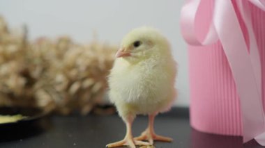 Hoş, küçük, sarı bir piliç, çekici ve alımlı bir ortamda sevimli özelliklerini sergiliyor.