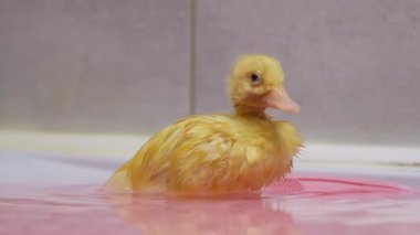 İki tüylü ördek yavrusu canlı pembe su havuzlarında neşeli bir banyonun keyfini çıkarıyorlar.