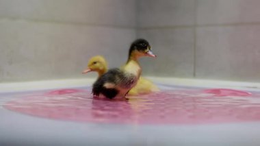 İki sevimli ördek yavrusu parlak pembe sularda neşeyle yüzüyor masumiyetlerini ve sevimliliklerini sergiliyorlar.