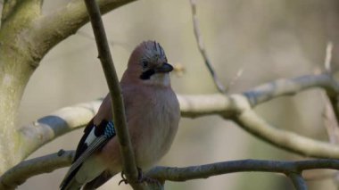 Canlı bir kuş bir dalın üzerinde dinleniyor, güzel tüylerini sergiliyor huzurlu doğal ortamında..