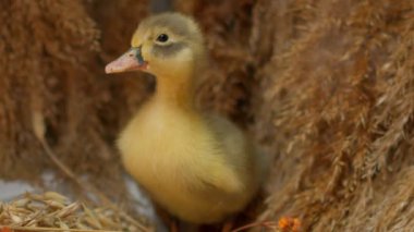 Küçük sevimli bir ördek yavrusu ilginç bir şekilde rahat ortamını keşfeder, büyüleyici özelliklerini ve enerjik ruhunu sergiler.