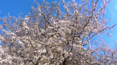 Sersemletici bir kiraz ağacı çiçek açmış, parlak mavi gökyüzüne karşı kurulmuş, güzelliği temsil ediyor..