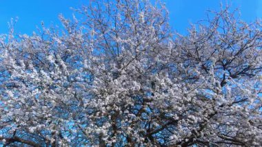 Bahar temalı görseller ve ilham için ideal, berrak bir bahar gökyüzünün altındaki çiçek açan bir ağacın güzel manzarası.