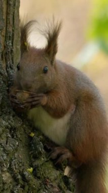 Şirin bir sincap, neşeli maskaralıklarıyla doğal cazibesini sergileyerek ağaç gövdesinde atıştırmaktan zevk alır.