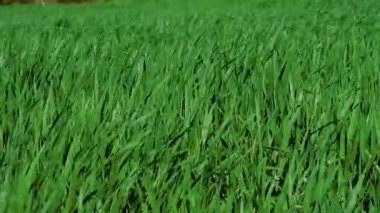 Bereketli yeşil çimenler ılık esintide yavaşça sallanarak hayat dolu güzel, rahatlatıcı, organik bir manzara yaratıyor.