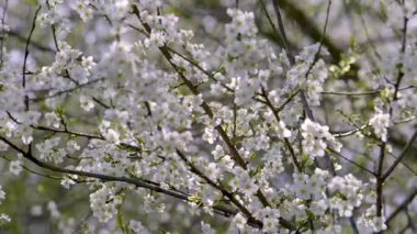 Narin beyaz çiçeklerin büyüleyici ve nefes kesici görüntüsü bahar boyunca canlı dallarda güzel bir şekilde çiçek açıyor.