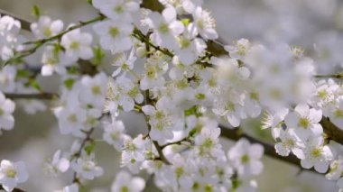 Sersemletici ve canlı görseller açan beyaz çiçeklerin, kaplıcaların özünü yakalayan güzellik çok güzel.