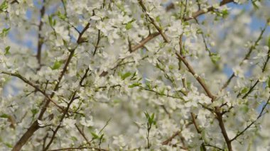 Narin beyaz çiçeklerin ve açık mavi gökyüzünün altındaki dalların üzerindeki taze yeşil yaprakların çarpıcı görüntüsü.