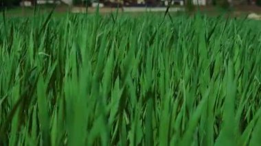 Açık mavi gökyüzünün altında, uzak evleri ve elektrik hatları olan canlı bir yeşil çimen alanı uzanır.