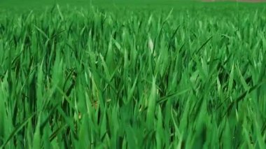 Açık mavi gökyüzünün altında, uzak evleri ve elektrik hatları olan canlı bir yeşil çimen alanı uzanır.