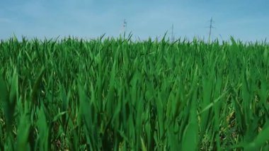 Açık mavi gökyüzünün altında, uzak evleri ve elektrik hatları olan canlı bir yeşil çimen alanı uzanır.