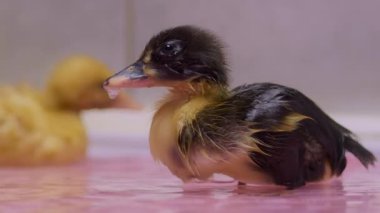 Şirin bir ördek yavrusu, yumuşak tüylerini parlak, renkli doğal ortamında tımar ederken yüzmekten zevk alır.