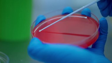 Bir laboratuvar ortamında titizlikle steril bir pipet ile hazırlanmış bir petri kabının yakından görüntüsü.