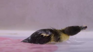 Şirin bir ördek yavrusu, yumuşak tüylerini parlak, renkli doğal ortamında tımar ederken yüzmekten zevk alır.