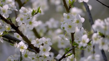 Bahar mevsiminde dallarda güzel çiçekler açan zarif beyaz çiçeklerin yakın çekim fotoğrafları.