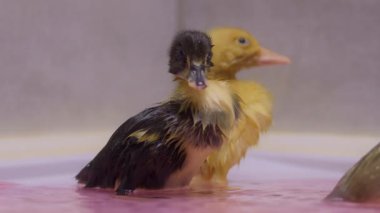 Bir grup sevimli ördek yavrusu güzel bir pembe su ortamında oynarken mutlu mesut eğleniyorlar.