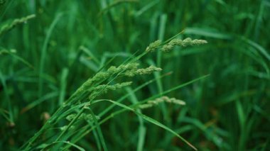 Zarif tohum başları ile yemyeşil çimenlerin canlı bir yakın çekimi şaşırtıcı doğal güzellik sergiliyor.
