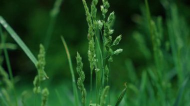 Bu güzel yakın plan, doğayı ve büyümeyi sembolize eden büyüleyici çekirdek başlıklı yeşil çimenleri sergiliyor.