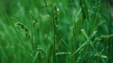 Canlı yeşil çimenler, doğanın ihtişamını güzel yansıtan çiğ damlalarıyla süslenir.
