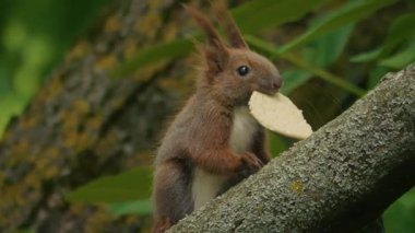 Neşeli küçük bir sincap, doğanın vahşi ormanlarında bir ağaç dalının tepesinde tünemiş lezzetli bir kurabiyeyi neşeyle tutuyor.