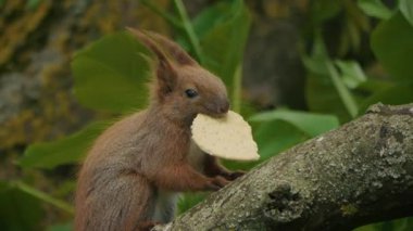 Çekici küçük bir sincap, sağlam bir ağaç dalına tünemiş lezzetli bir aperatifin tadını çıkarırken mutlu olur.