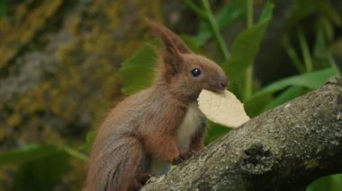 Çekici küçük bir sincap, sağlam bir ağaç dalına tünemiş lezzetli bir aperatifin tadını çıkarırken mutlu olur.