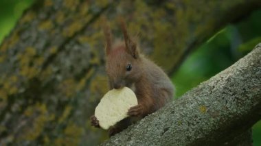 Neşeli küçük bir sincap, doğanın vahşi ormanlarında bir ağaç dalının tepesinde tünemiş lezzetli bir kurabiyeyi neşeyle tutuyor.