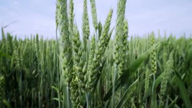 Canlı yeşil buğday geniş bir alanda bol bol yetişiyor, tarım ve doğanın uyumunu gösteriyor.