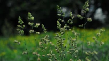 Güzel, sakin bir manzara, ılık yaz melteminde hafifçe sallanan yemyeşil otları barındırır.