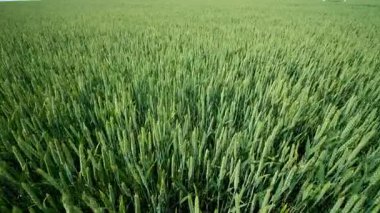 Canlı ve geniş bir buğday tarlası berrak ve berrak gökyüzünün altında yemyeşil ve sağlıklı ekinlerini canlı bir şekilde sergiliyor.