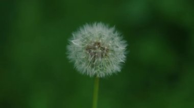 Bulanık yeşil bir arkaplana karşı bir karahindibanın yakın çekimi, narin yapısını vurguluyor..