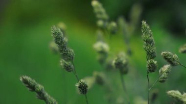 Güneşli ve huzurlu bir açık havada sallanan yeşil çimenlerin yakın görüntüsü sükuneti davet ediyor.