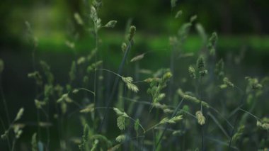 Güzelce sallanan çimenler doğal güzelliklerle dolu sakin, sakin ve huzurlu bir açık hava sahnesi yaratır.