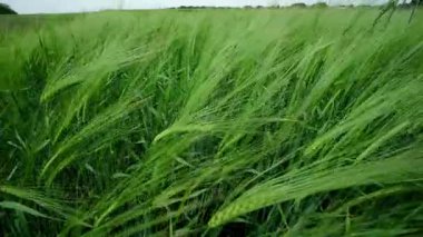 Canlı yeşil bir alan hafif esintide sallanıyor, güzelliğin güzelliğini sergiliyor.