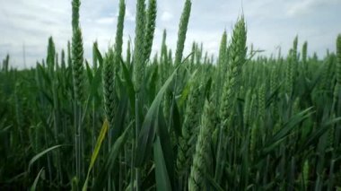 Canlı bir buğday tarlası, tarımsal temalar için ideal bulutlu bir gökyüzü altında gelişen gelişmekte olan ürünleri gösteriyor.