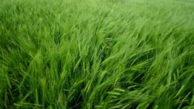 Canlı yeşil pirinç tarlası yumuşak esintide sallanıyor, doğanın inanılmaz güzelliğini sergiliyor.