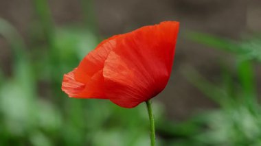 Güzel kırmızı gelincik çiçeğinin nefes kesici yakın görüntüsü zarif ve narin taç yapraklarını sergiliyor.