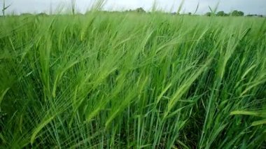 Canlı yeşil bir alan hafif esintide sallanıyor, güzelliğin güzelliğini sergiliyor.