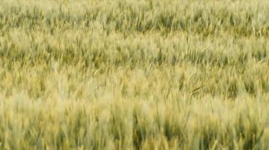 Sıcak meltemde sallanan altın bir buğday tarlasının huzurlu görüntüsü, doğanın güzelliğini ve huzurunu simgeliyor.