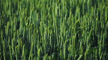 Büyümelerini ve canlılıklarını güzel bir şekilde gösteren yemyeşil buğday ekinlerinin çarpıcı yakın plan görüntüsü.