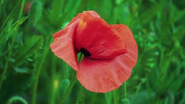 Göz kamaştırıcı bir gelincik çiçeği canlı kırmızı taç yapraklarıyla güzel ve yemyeşil bir çevreye karşı koyuyor.