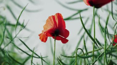 Narin yeşil yapraklarla çevrili canlı kırmızı gelincik çiçekleri huzurlu ve huzurlu bir manzara yaratıyor.